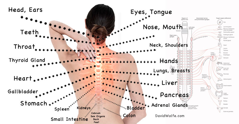 The Real Reason Behind Pain: How the Spine is Connected to Internal Organs! - DavidWolfe.com